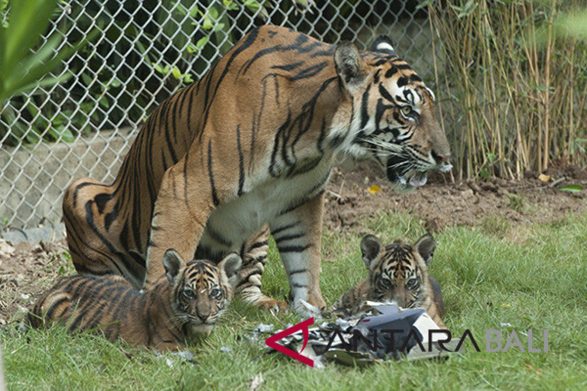 Bali zoo enlivens independence day anniversary