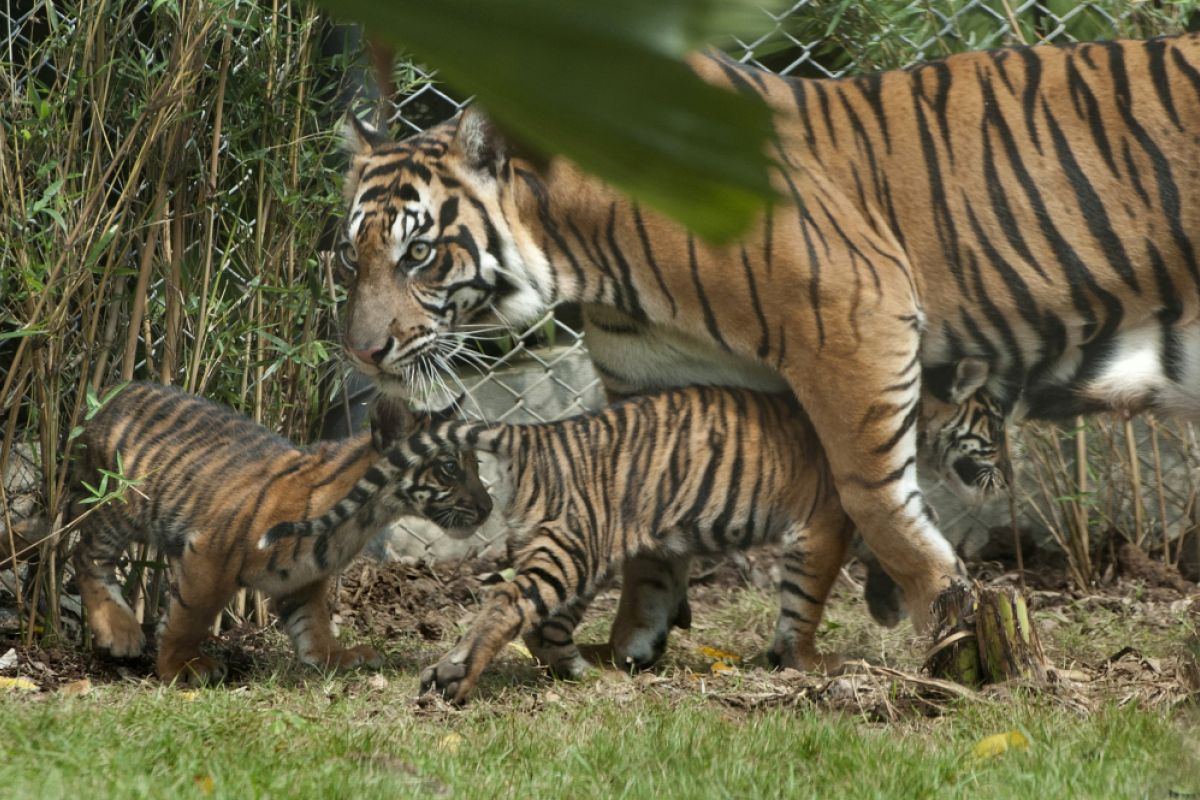 Anak harimau Sumatera kembar tiga diasah kemampuan berburu