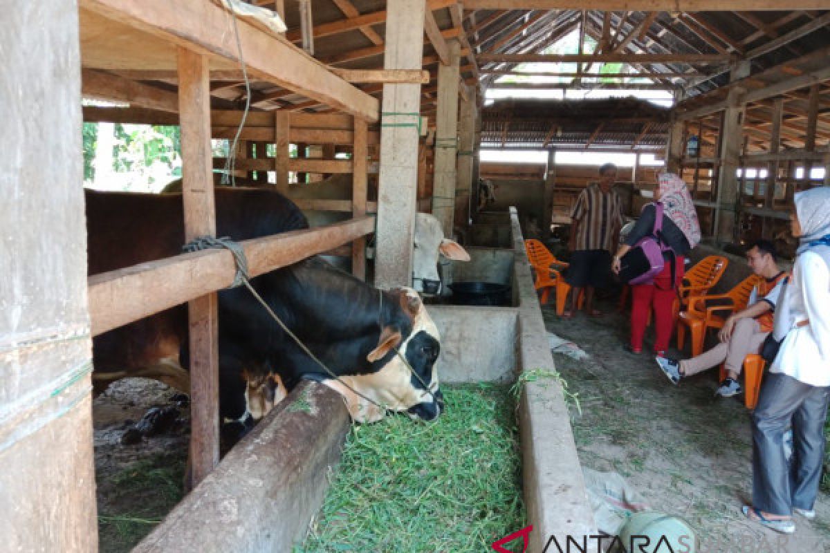 Menyongsong penerapan i-ternak, Agam mulain registrasi kandang sapi warga