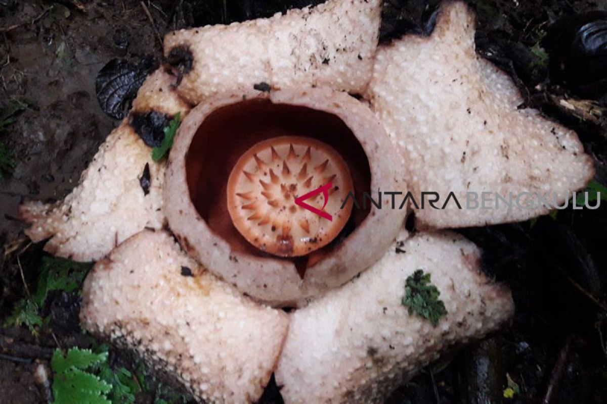 Rafflesia berwarna putih mekar di hutan Seluma