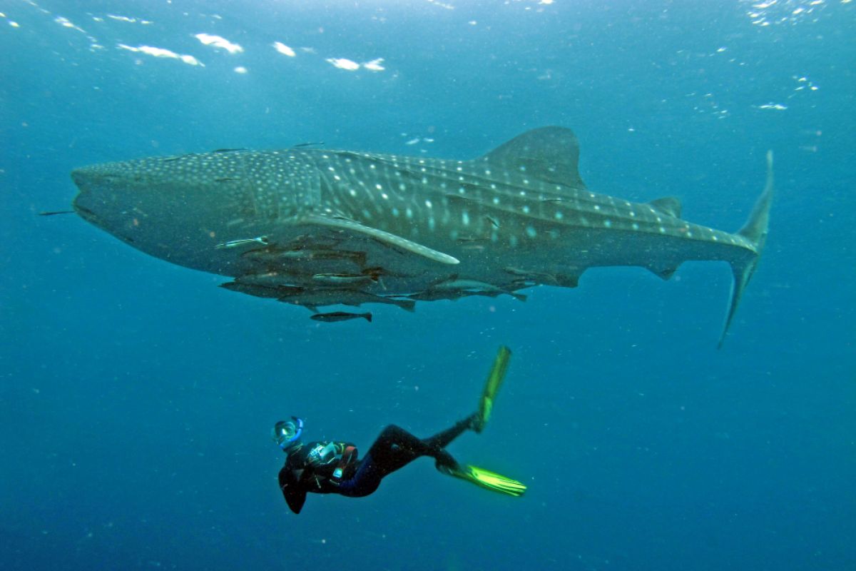 Whale Shark Center Teluk Cenderawasih kalahkan WSORC Honduras Amerika