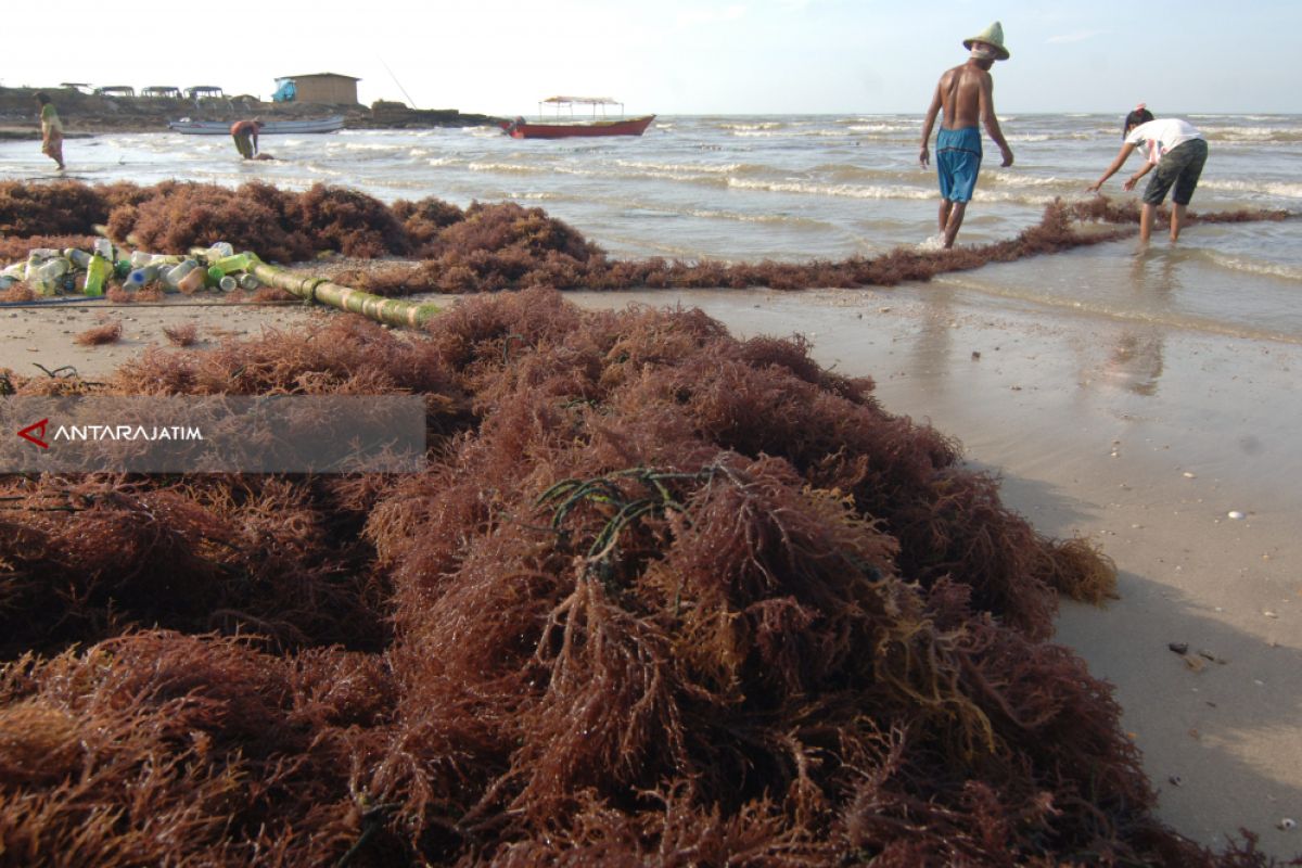 Petani khawatirkan penyakit mengancam rumput laut