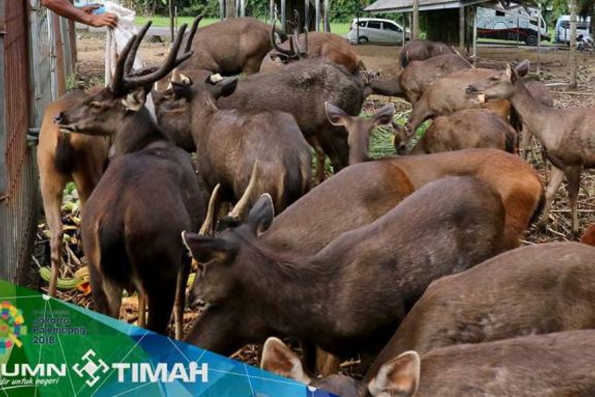 PT Timah tangkarkan Rusa Sambar