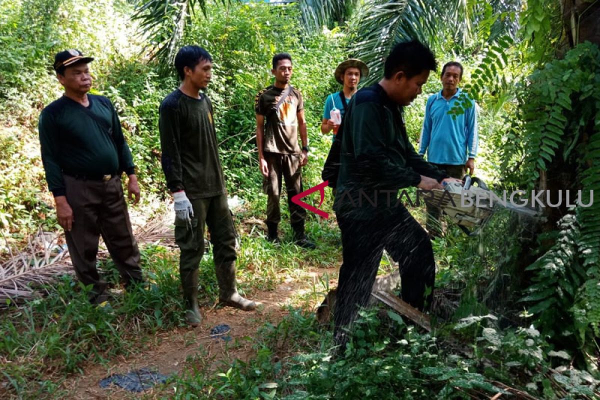 Pemusnahan sawit dalam hutan Mukomuko dilakukan bertahap