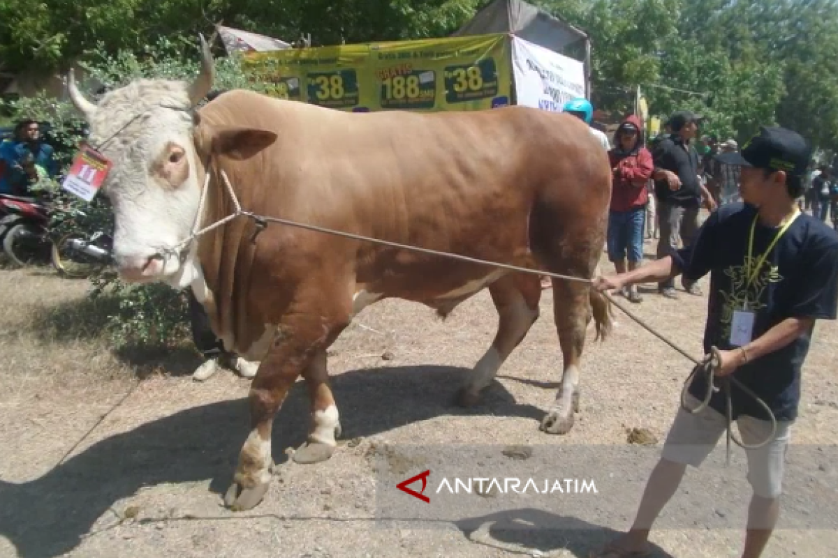 Kontes Ternak Sapi Situbondo Tingkatkan Harga Jual (Video)