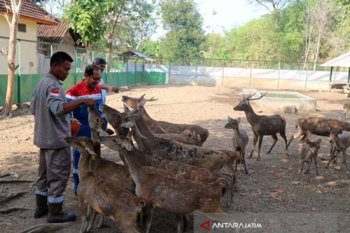 Penangkaran Rusa Jawa Bojonegoro Jadi Objek Wisata (Video)