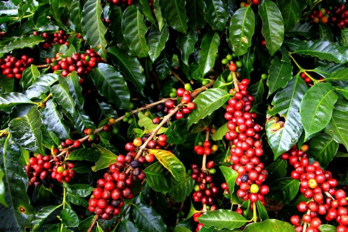 Ekspor kopi Arabika melalui Aceh baru senilai 252 Dolar AS