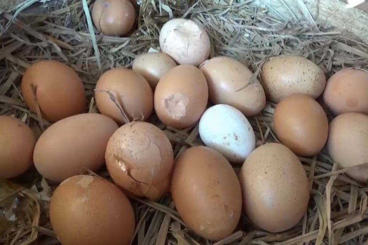 Harga Mahal, Telur Ayam Retak Cangkang di Ngawi Laris
