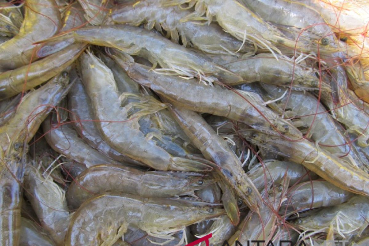 Produksi udang vaname capai 5,0 ton