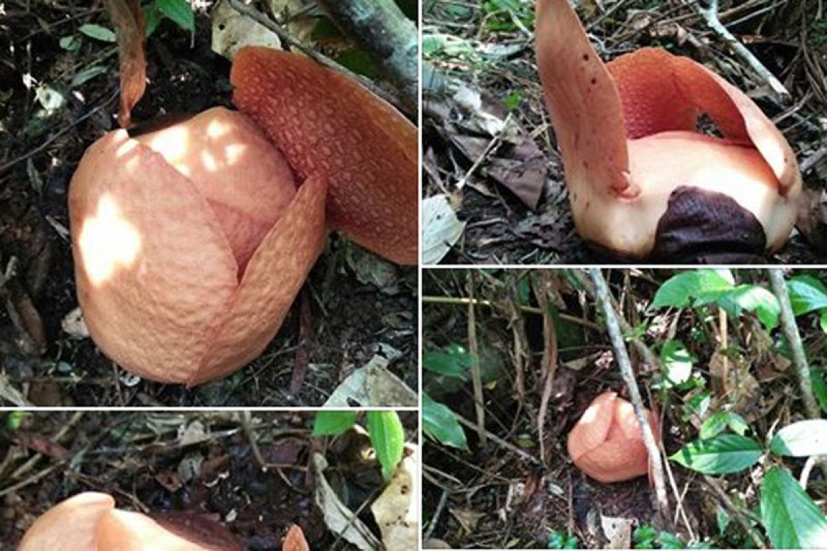 Dua jenis Rafflesia mekar di hutan Bengkulu