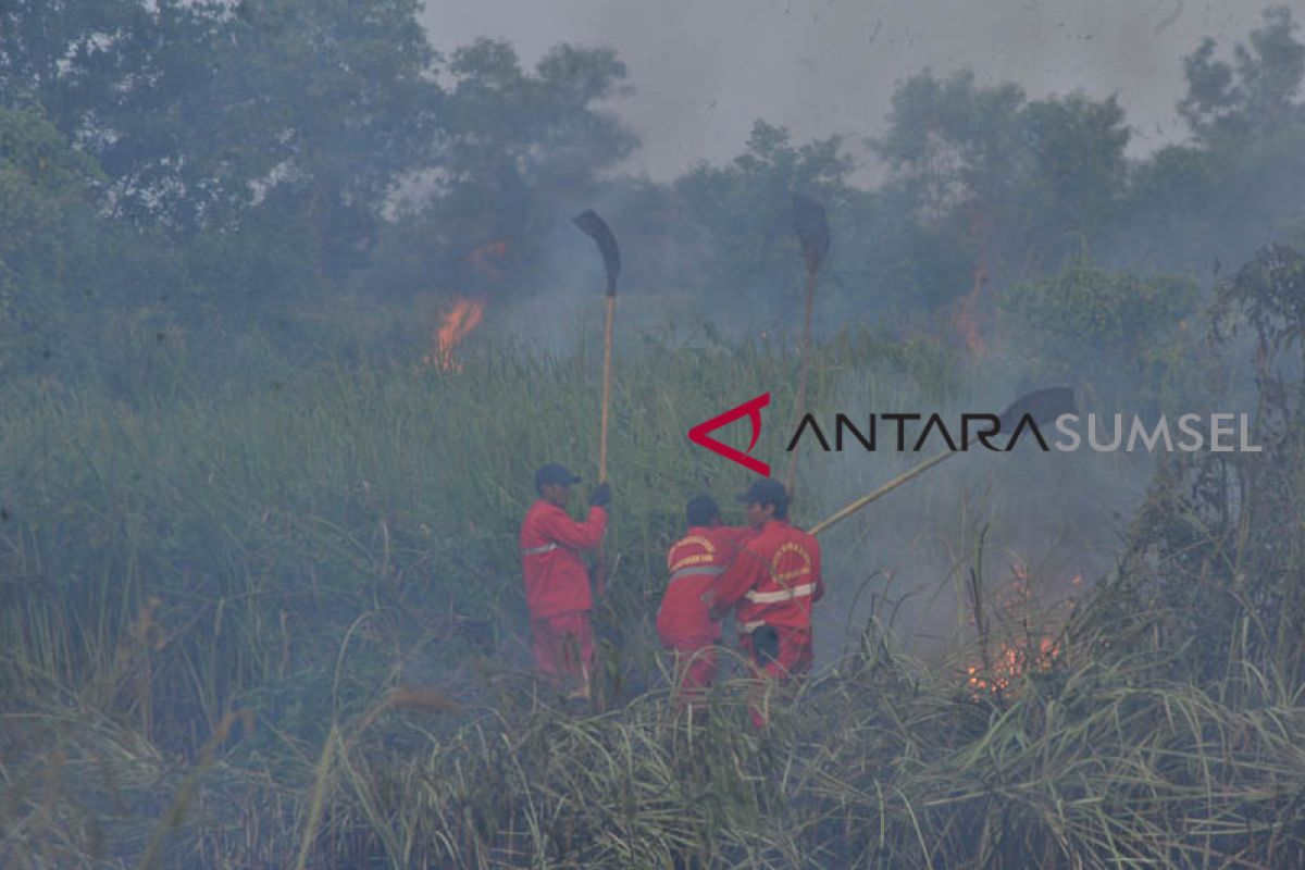 Kebakaran hutan dan lahan Riau tembus 1.136 ha