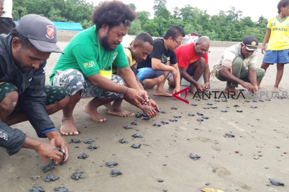 Masyarakat Malumkarta Lepas 829 Tukik Penyu ke Laut