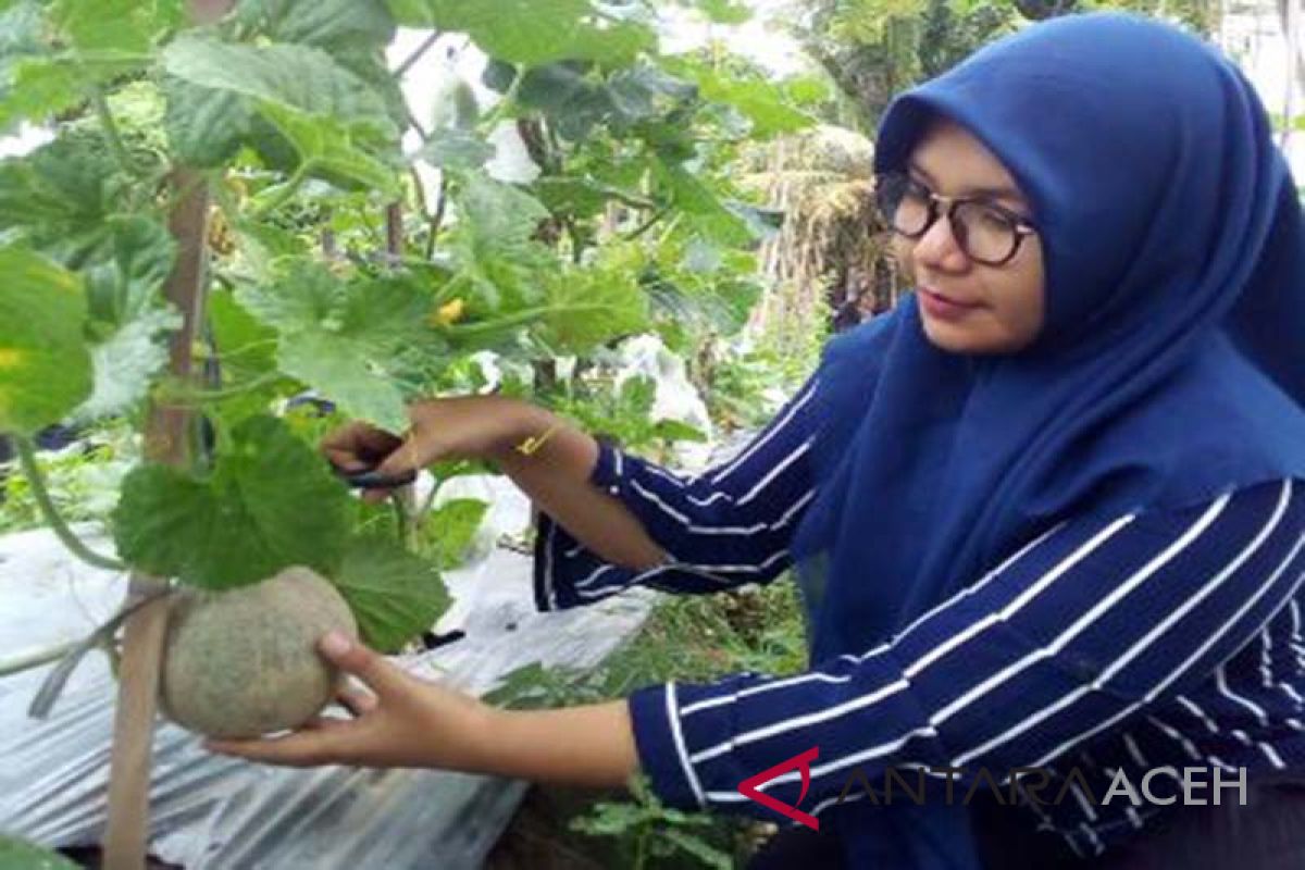 Mahasiswa Unsyiah produksi melon mikoriza