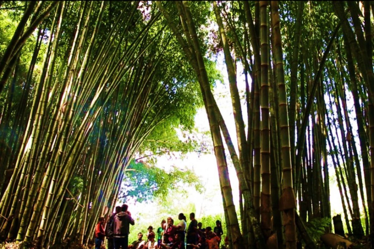Ngada jadi pusat unggulan program 1000 desa bambu