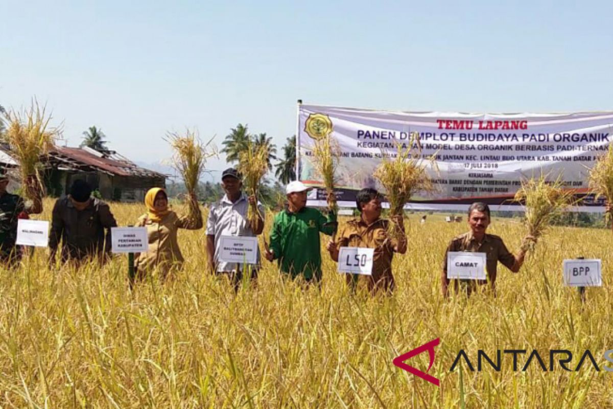 500.021 ton perkiraan produksi padi Provinsi Jambi di 2018