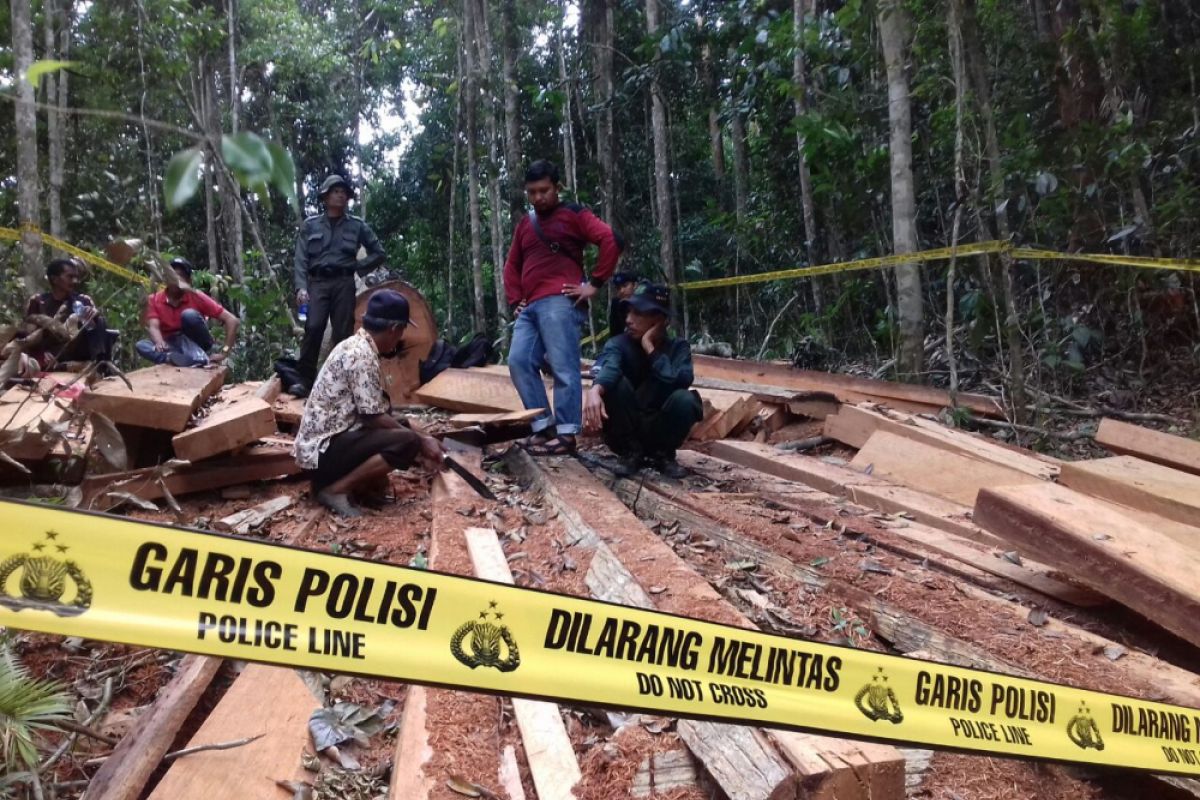Polisi sita 100 kubik kayu hasil pembalakan liar di hutan Nagari Simanau Solok (Video)