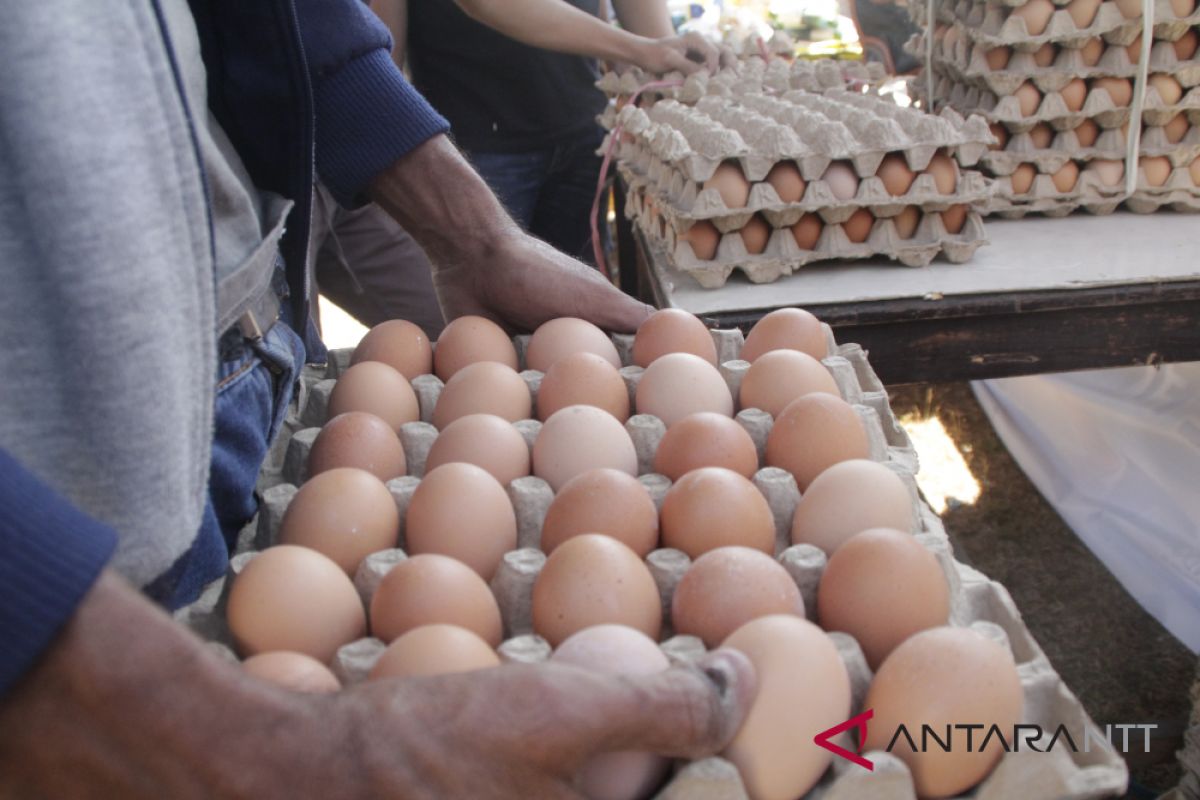Harga telur ayam sudah tembus Rp60.000/rak