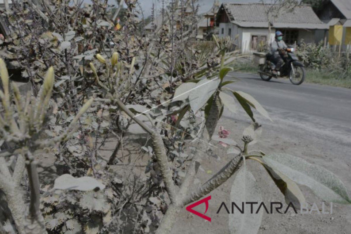 Lahan pertanian warga Bangli-Karangasem terpapar abu Gunung Agung