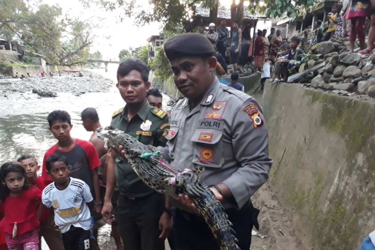 BKSDA Maluku lepasliarkan buaya muara ke Sapalewa