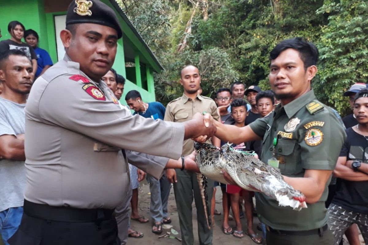 Maluku nature conservation agency releases estuarine crocodile into Sapalewa