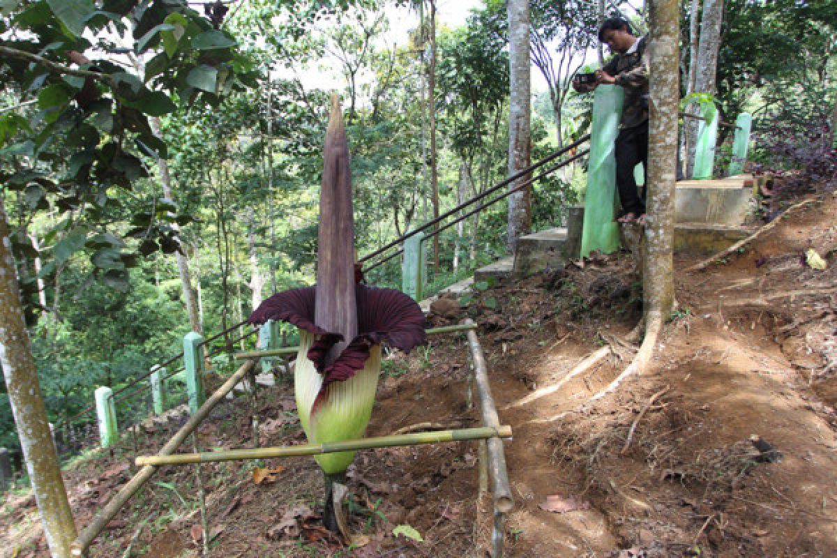 Rejang Lebong-Bengkulu termasuk habitat bunga rafflesia, sebut BKSDA