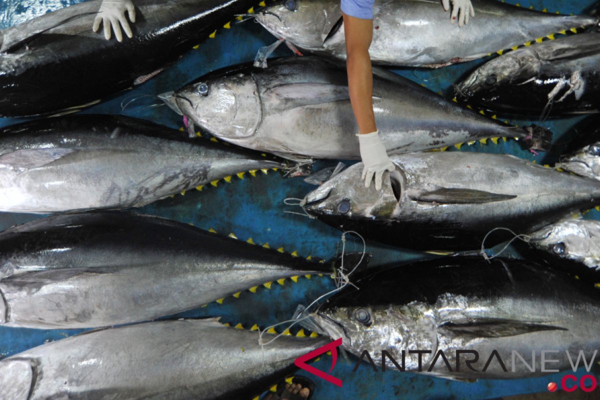 Ahli dari Jepang khusus didatangkan, latih nelayan olah ikan tuna