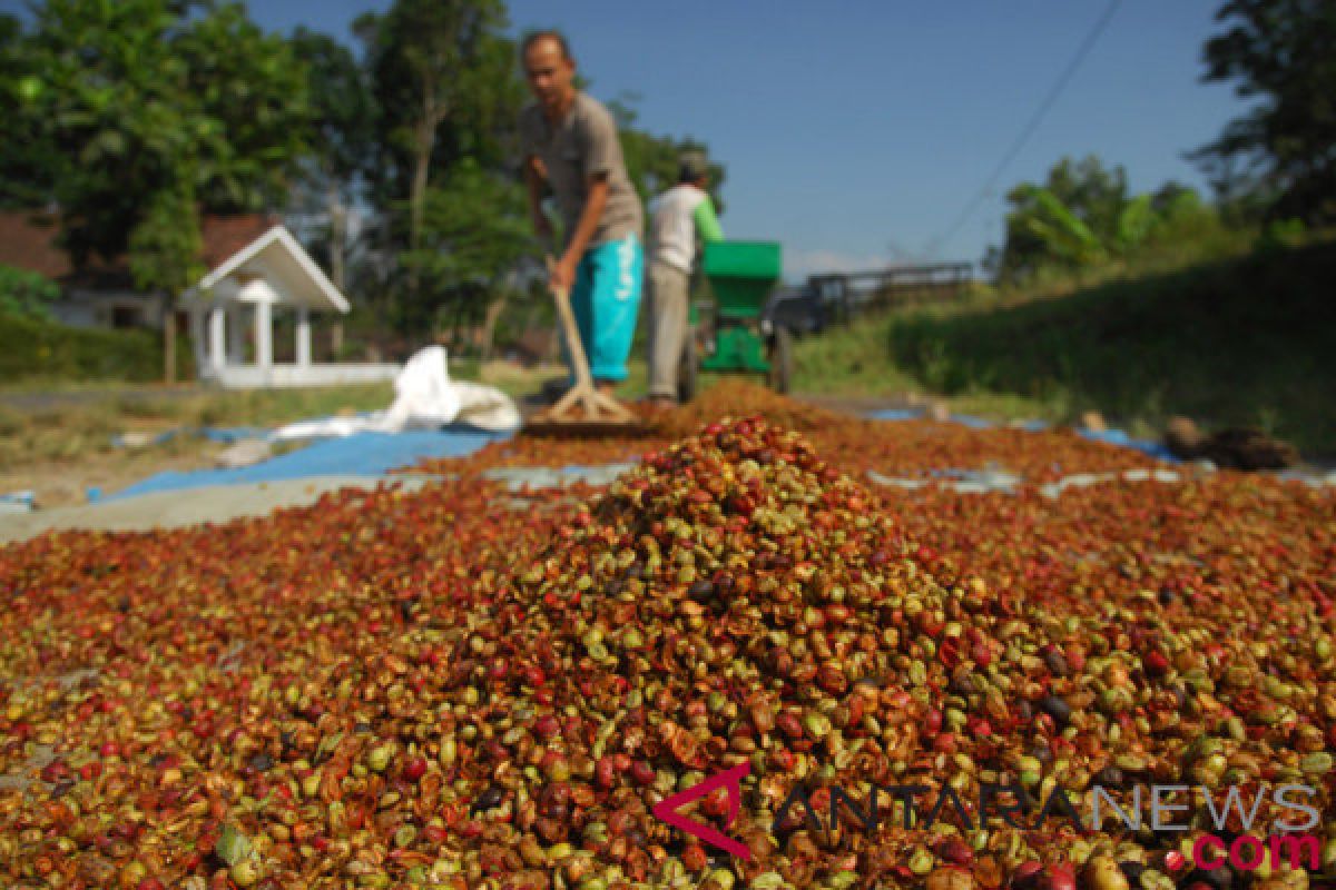 Petani Lampung ekspor kopi 20 ton