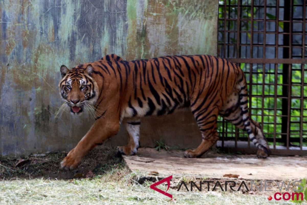 Trapped tiger evacuated to Dharmasraya rehabilitation center