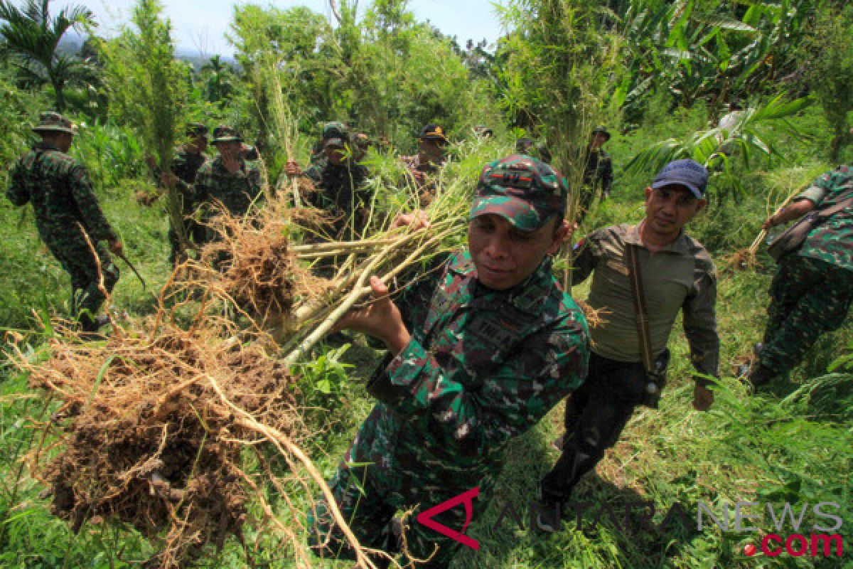 TNI/POLRI musnahkan ladang ganja dan tangkap pemilik kebun