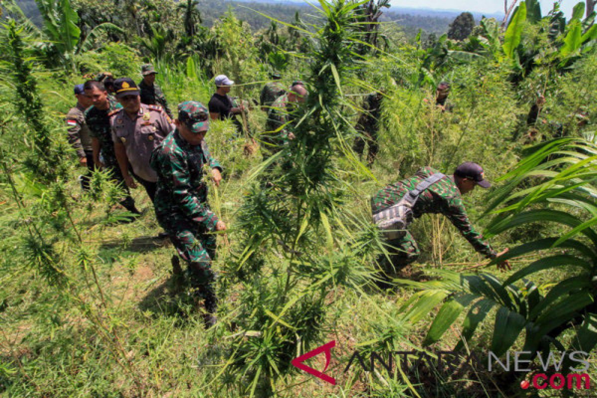 Kodim Lahat temukan satu hektare lahan ganja