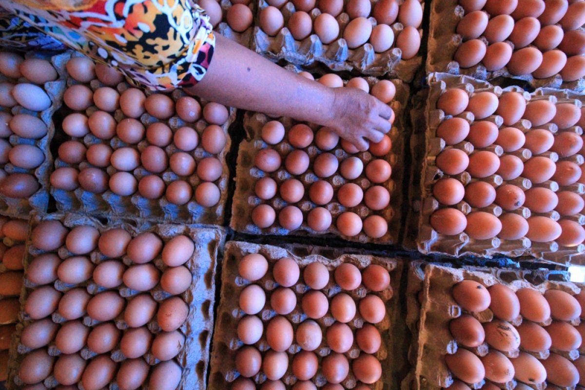 Anggota DPR: cari penyelesaian kenaikan harga telur