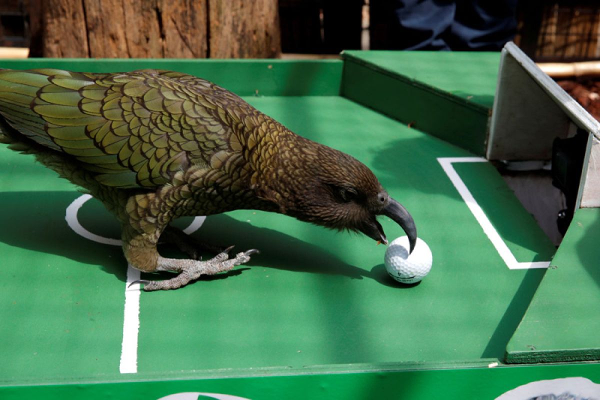 Burung beo Paris meramalkan Prancis kalahkan Uruguay