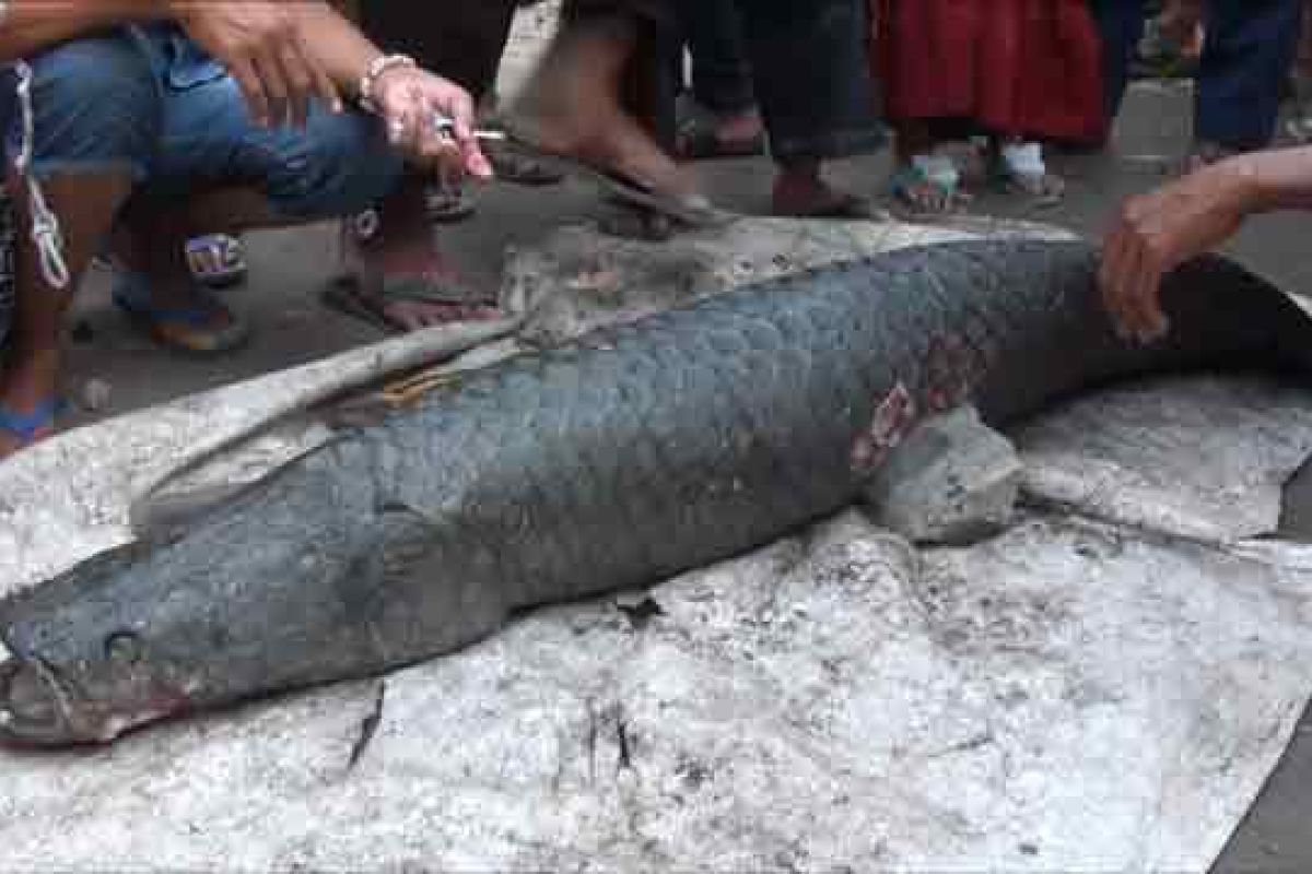 Warga Jambi pelihara ikan aligator di sumur