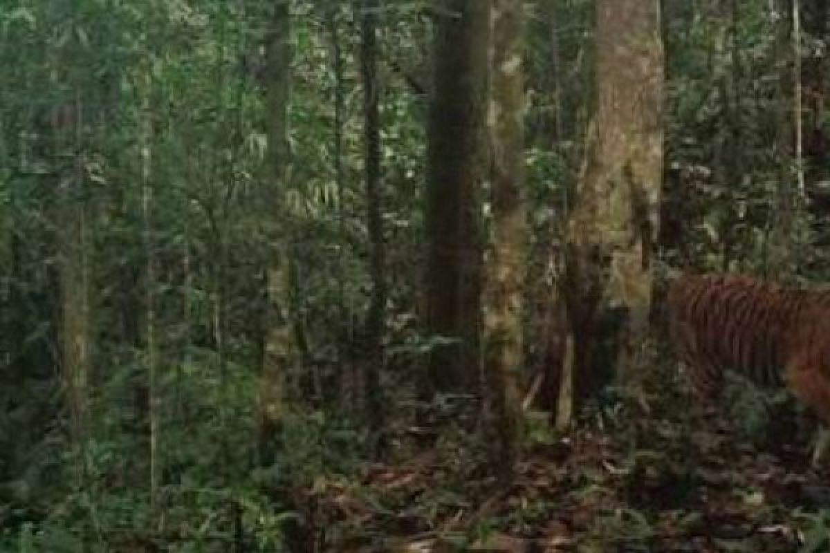 BBKSDA dan WWF Tunjukkan Video si Belang Bersama 4 Anaknya Berlokasi di Riau