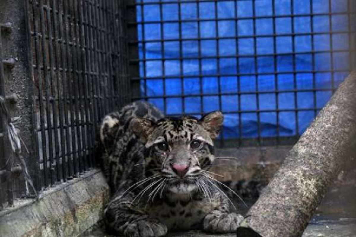 BBKSDA Riau Evakuasi Macan Dahan Masuk Kolong Rumah Warga di Inhu, Tampangnya Stress