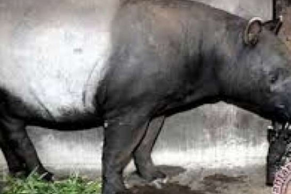Habitat terbakar, BBKSDA Riau selamatkan tapir yang terjerat