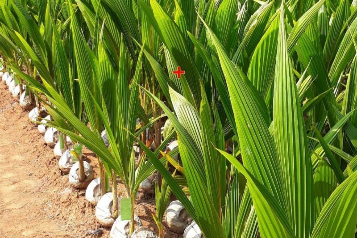 Balitbangtan Jateng bagikan 8000 bibit kelapa untuk petani Kebumen