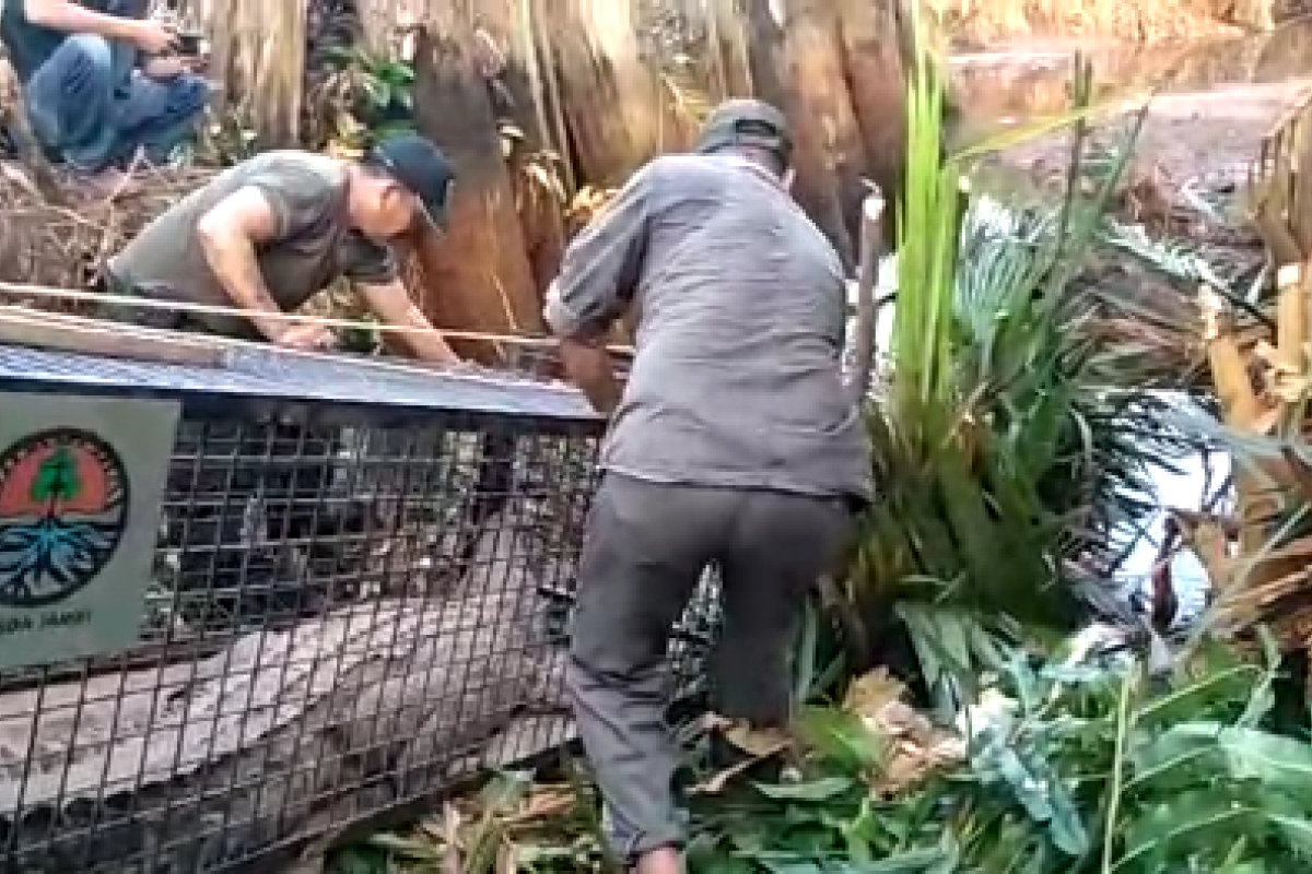 BKSDA Jambi lepasliarkan buaya muara ke habitatnya (video)