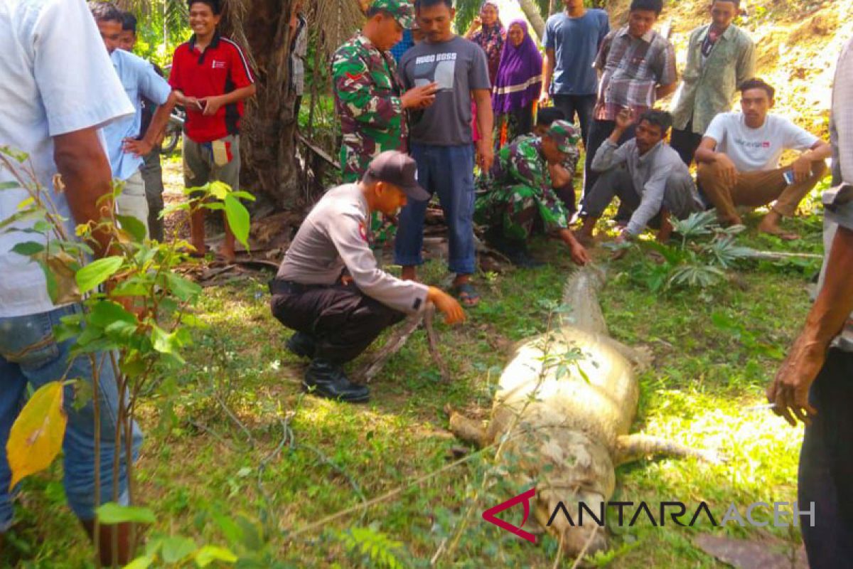 Warga tangkap buaya di Aceh Timur