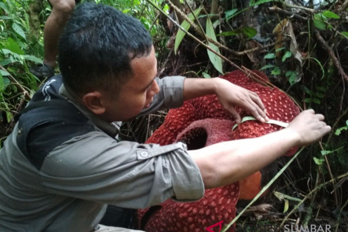 Bunga Raflesia mekar sempurna di Agam