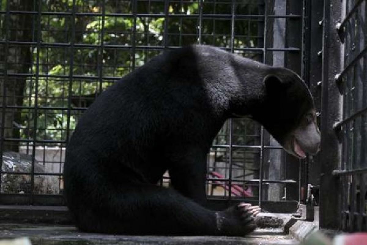 Buntut Beruang Madu Terperangkap, BBKSDA Riau Imbau Masyarakat Tidak Gunakan Jerat Babi