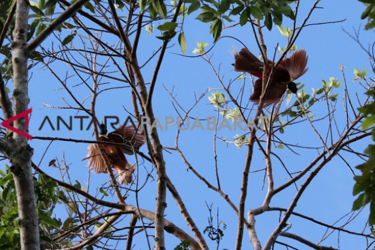 Wisatawan Kagumi Hutan Waigeo Raja Ampat