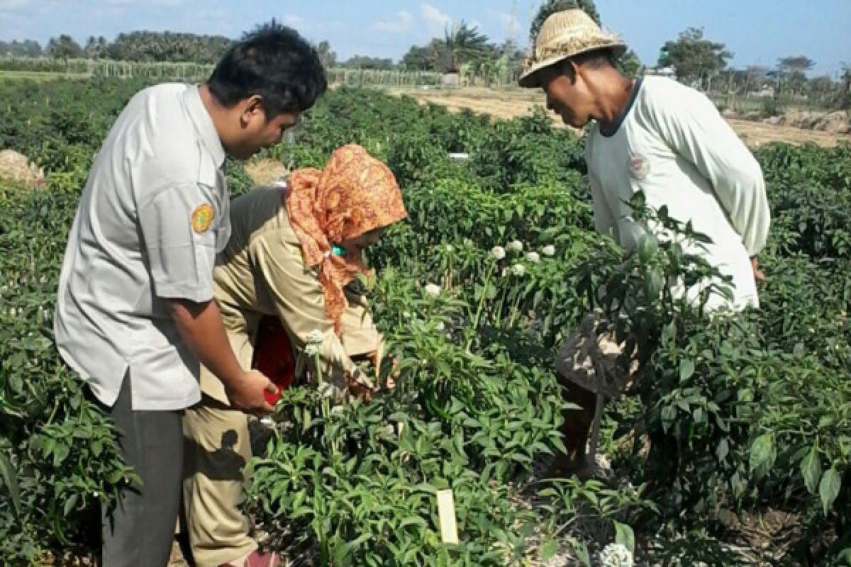 Penyuluh buat petani Lombok Barat untung besar dengan tumpang sari