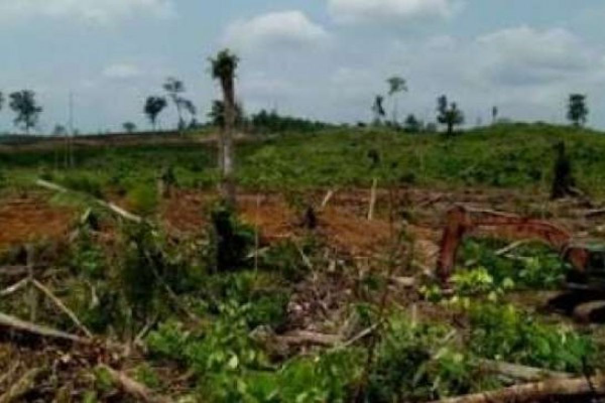 Dewan Kuansing Kesal dengan Perambahan Hutan Lindung di Desa Air Buluh dan Bukit Tabandang