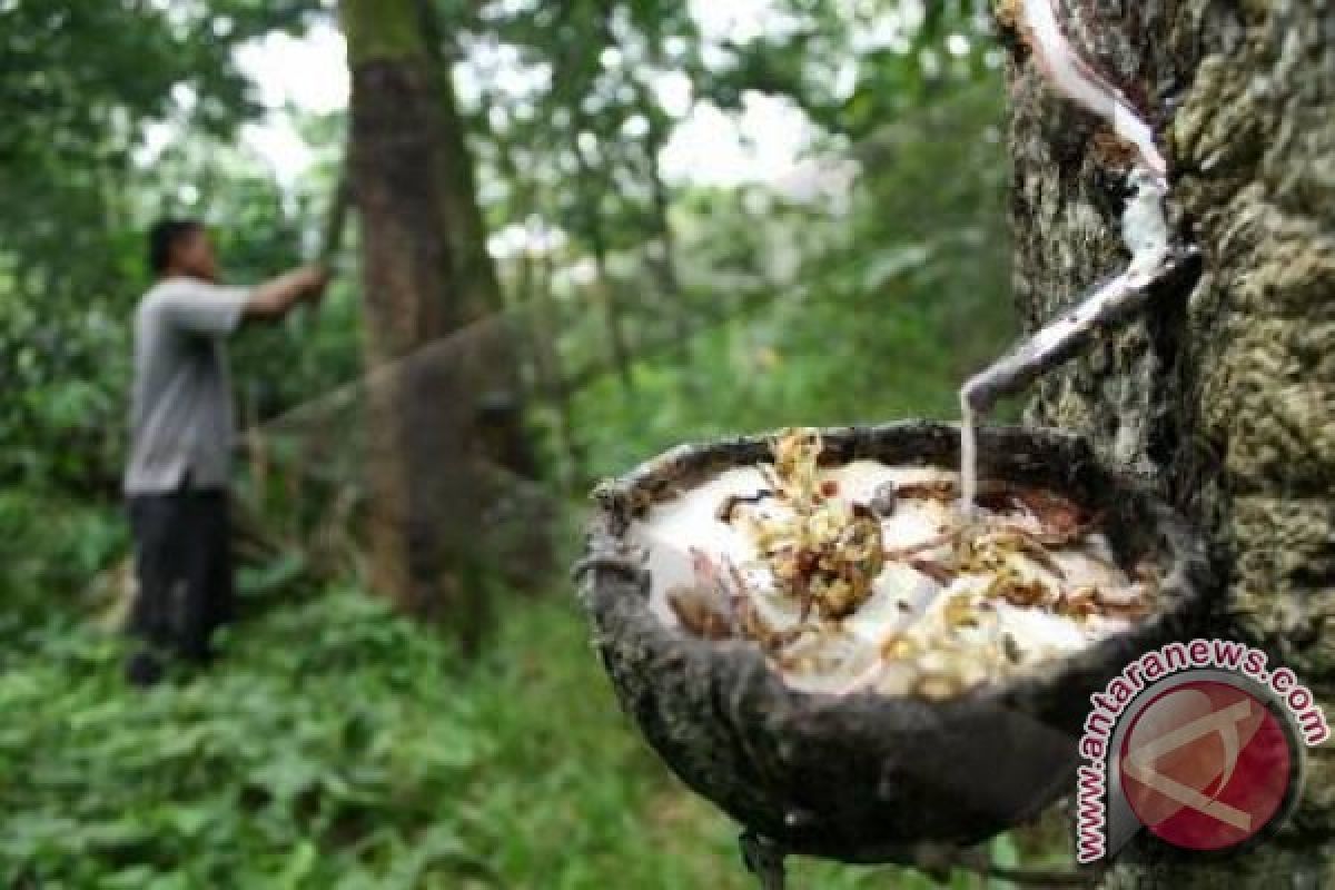 Dampak El nino ancam penurunan produksi karet Sumbagut