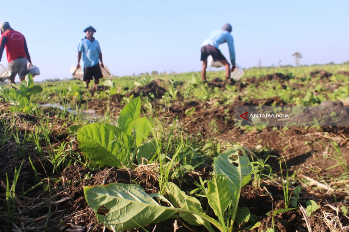 Lahan Tembakau di Probolinggo Mulai Diserang Hama Ulat