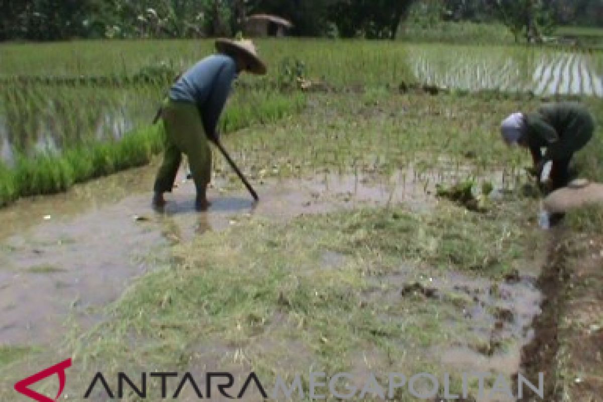 Lahan pesawahan di Sukabumi tidak terdampak kekeringan