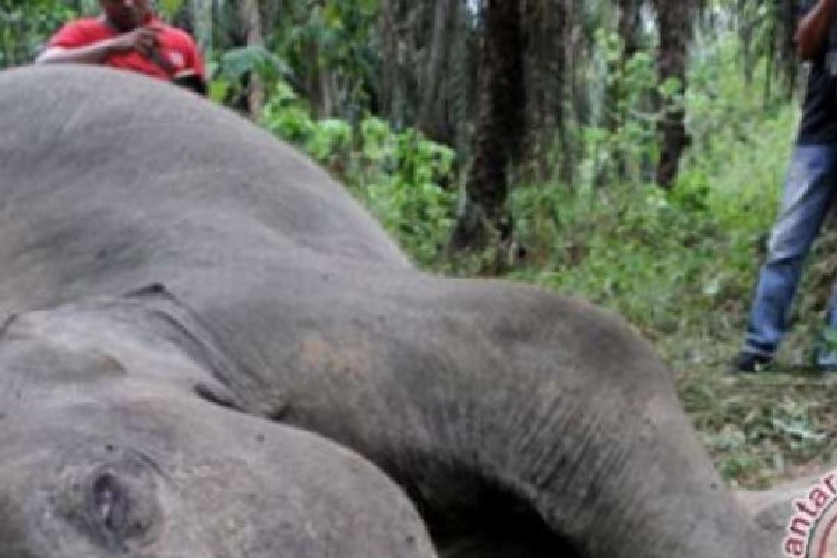 Gajah Tak Hanya Hidup di Konservasi, KLHK Minta Perusahaan di Riau Berbagi Ruang