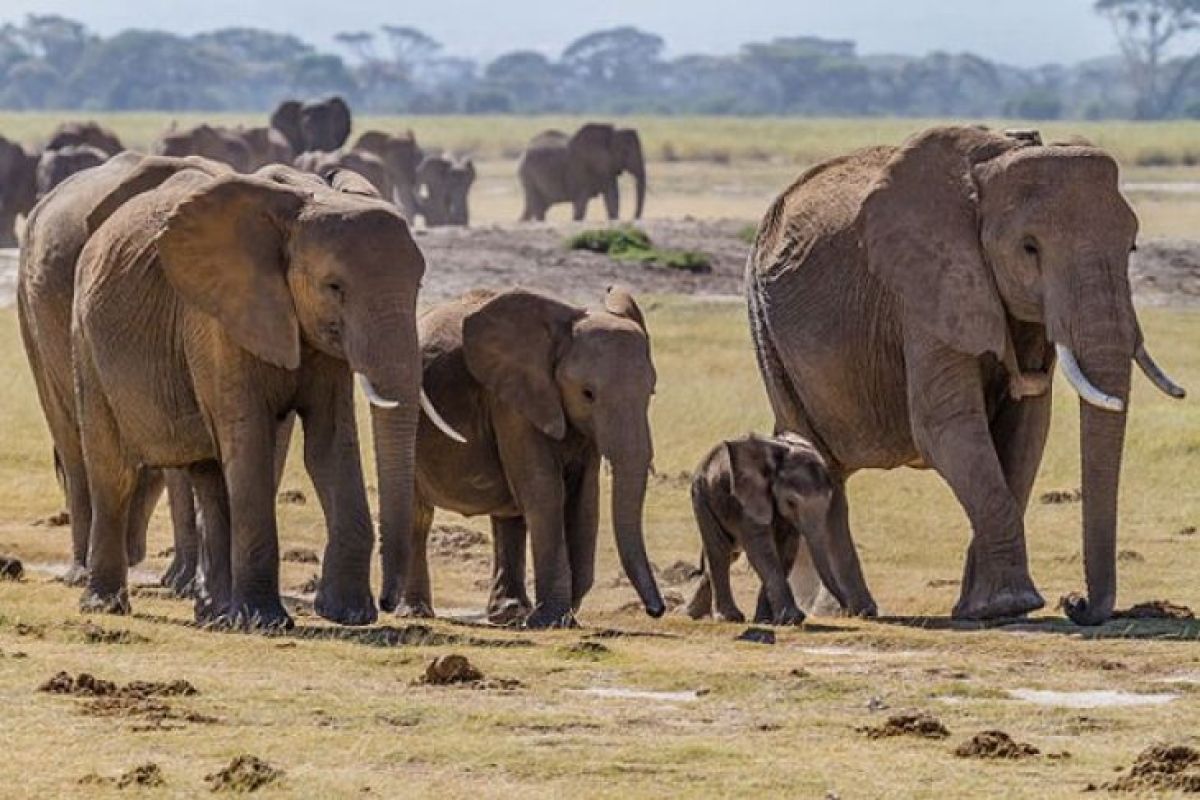 TKI Tulungagung meninggal terinjak gajah di Afrika