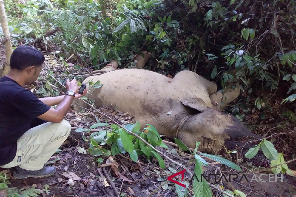 Polisi tangkap pembunuh gajah di Aceh Timur